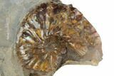Two Fossil Ammonites (Discoscaphites) - South Dakota #189324-2